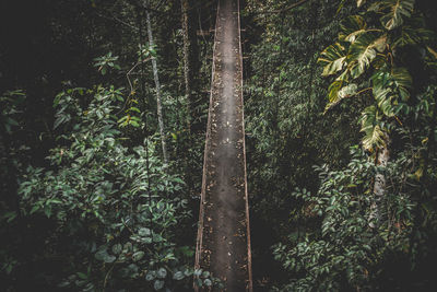 View of trees in forest