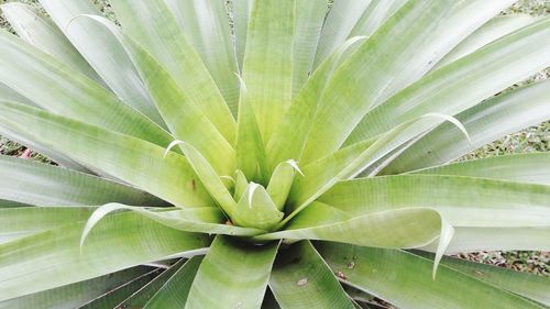 Full frame shot of palm leaf