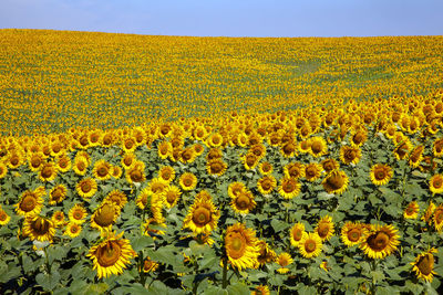 Scenic view of sunflower field against sky