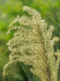 Close-up of plant against blurred background
