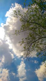 Low angle view of tree against cloudy sky