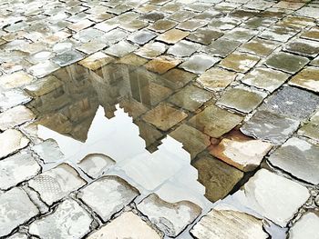 Reflection of trees in puddle