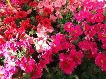 High angle view of pink flowering plants