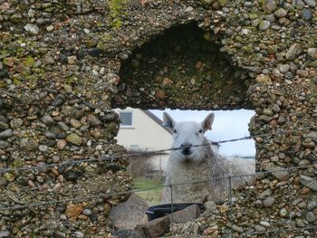 Portrait of cat on wall