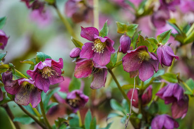 Close-up of pink flowering plant