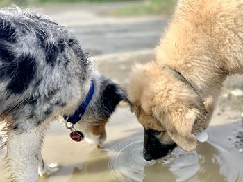 Close-up of dog drinking water