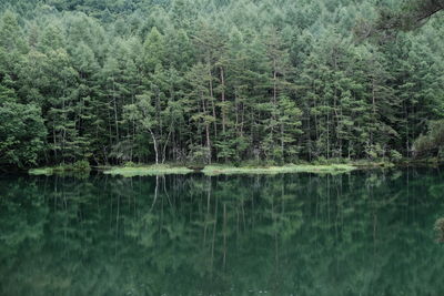 View of pine trees in lake