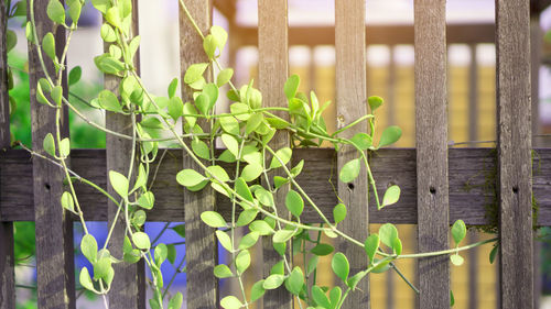 Fresh green creeper houseplants known as dischidia, climbing on brown wood trellis under sunlight