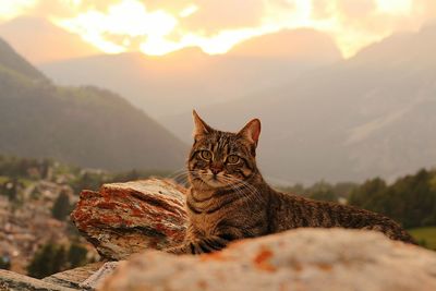 Portrait of cat sitting against mountains during sunset