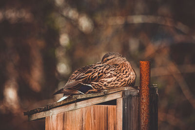 Close-up of female duck