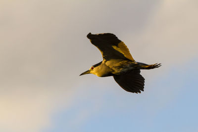 Low angle view of black crowned night heron flying against sky