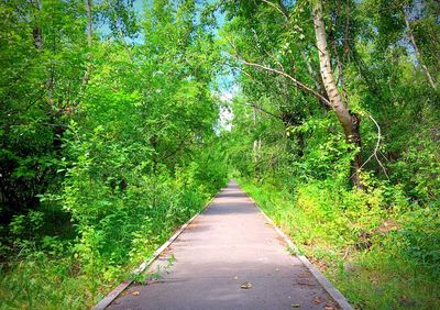 Walkway amidst trees in forest