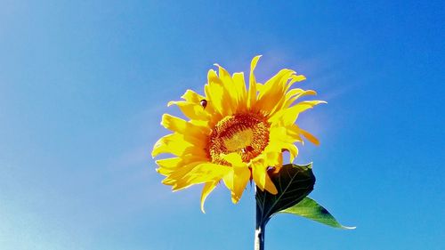 Low angle view of sunflower against clear blue sky