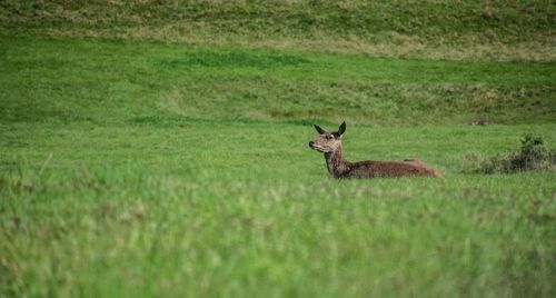 View of deer on field