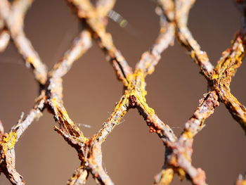 Full frame shot of rusty chainlink fence