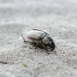 Close-up of beetle on sand