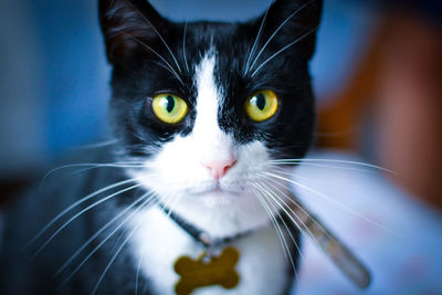 Close-up portrait of cat