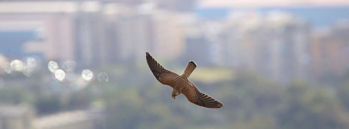 Low angle view of bird flying against sky