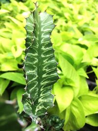 Close-up of fresh green plant