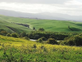 Scenic view of agricultural field against sky