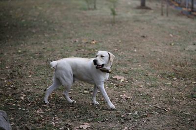 Dog looking away on field