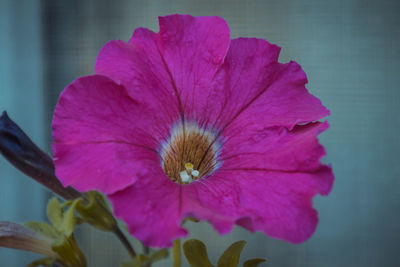 Close-up of pink flower blooming outdoors