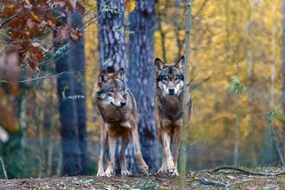 Full length of wolves walking on field against trees in forest