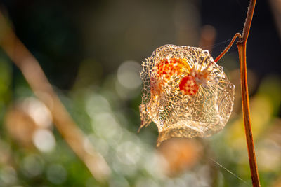 The orange lanterns fruiting calyces of physalis alkekengi or bladder cherry