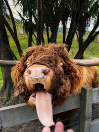 Highland cow standing on the farm with its glowing fur poking their tongue out at the camera.