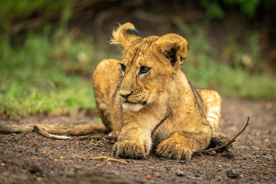 Close-up of lion cub lying on ground