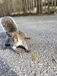 Close-up of squirrel on road