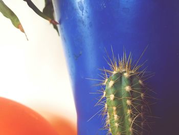 Close-up of cactus plant