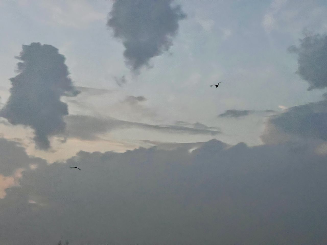 LOW ANGLE VIEW OF BIRD FLYING AGAINST SKY