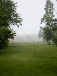 Trees on grassy field against sky