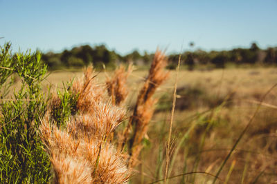 Close-up of wheat field against clear sky