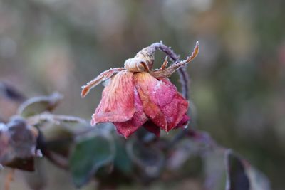 Close-up of flower against blurred background