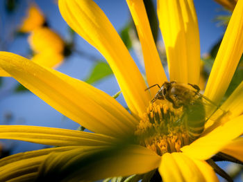 Close-up of bee pollinating on yellow flower