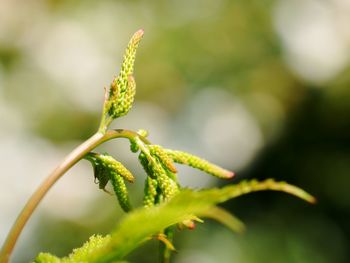 Fern leaf in forest in detail in bright sun. crowded green fresh fern in the fores