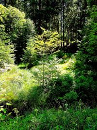 Plants growing in forest