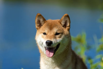 Close-up portrait of a dog