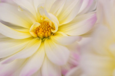 Close-up of white flower