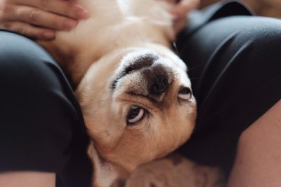 Close-up mid section of a person with dog