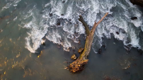 High angle view of dead tree in tidan river