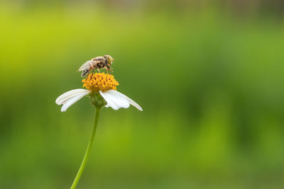 Close up image of hover fly playing around daisy flower alone