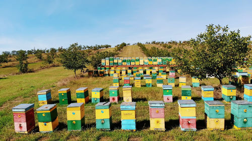 Bees in the apiary. in the meadow a lot of bee houses, hives are. honey production on farm. the