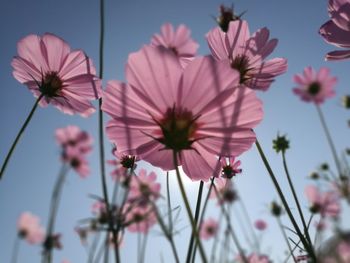 Low angle view of pink flowering plants against sky