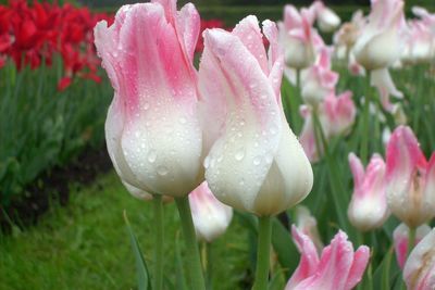 Close-up of pink flowers