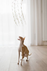 Favorite ginger cat cornish rex is closely watching the toy, hunting it