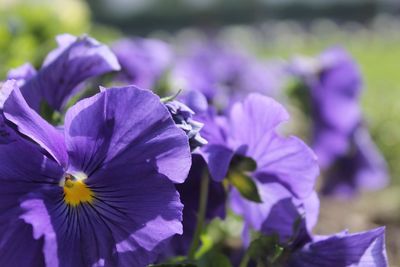 Close-up of purple flowering plant