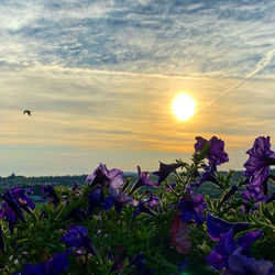 Purple flowering plants against sky during sunset